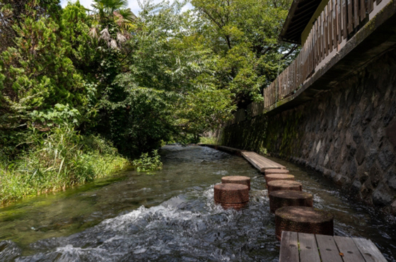源兵衛川 水辺の道